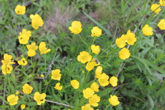 Ranunculus pedatus