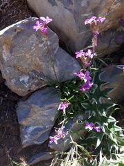 Erysimum popovii