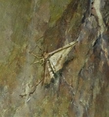 Hyposidra infixaria