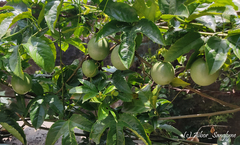 Passiflora edulis