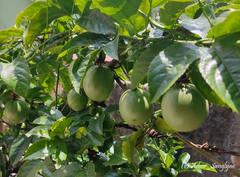 Passiflora edulis