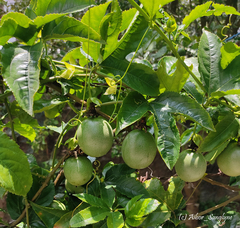 Passiflora edulis