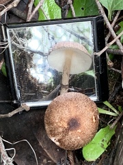 Lepiota haemorrhagica