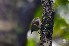 Acanthisitta chloris