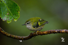 Acanthisitta chloris