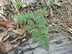 Cheilanthes tenuifolia