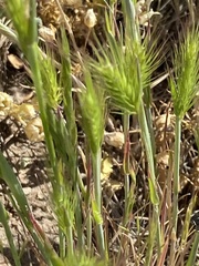 Hordeum murinum glaucum