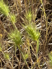 Hordeum murinum glaucum