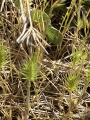 Hordeum murinum glaucum
