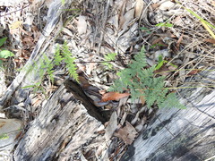 Cheilanthes tenuifolia