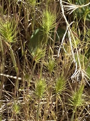 Hordeum murinum glaucum