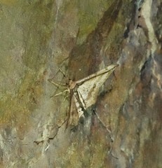 Hyposidra infixaria