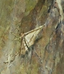 Hyposidra infixaria