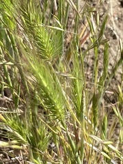 Hordeum murinum glaucum