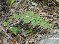 Cheilanthes tenuifolia