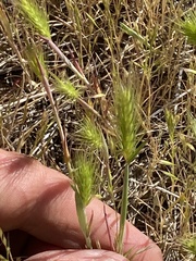 Hordeum murinum glaucum