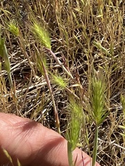 Hordeum murinum glaucum