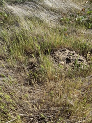 Hordeum murinum glaucum