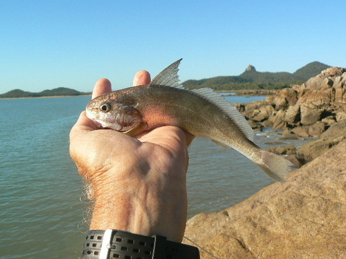 Stompkop-ombervis (Johnius amblycephalus) — Sciaenidae