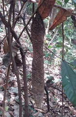 Parapolybia