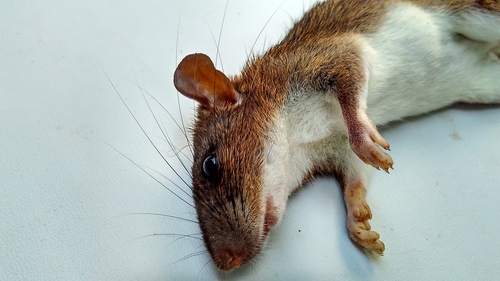 Indomalayan Maxomys
