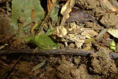 Craugastor megacephalus