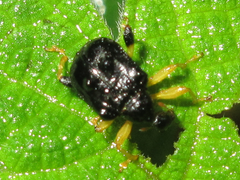 Phymatapoderus flavimanus
