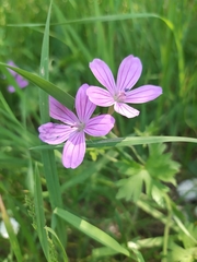 Geranium asphodeloides tauricum