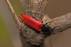 Ampedus rufipennis