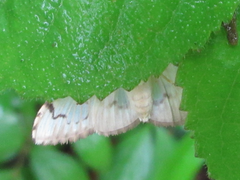 Neoanalthes contortalis