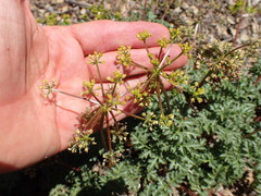 Tauschia parishii
