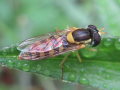 Sphaerophoria menthastri