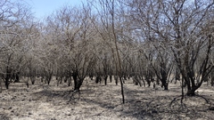 Prickly Acacia (Acacia nilotica)