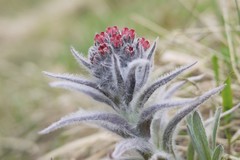 Cynoglossum magellense