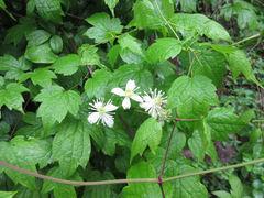 Clematis trichotoma