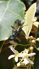 Chalybion japonicum