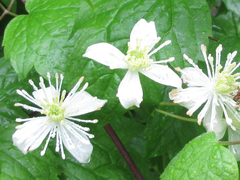 Clematis trichotoma