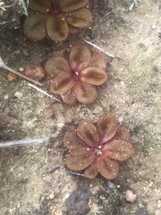 Drosera rosulata