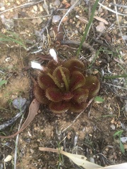 Drosera rosulata