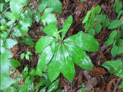 Lilium tsingtauense
