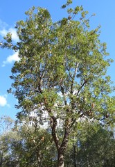 Banksia integrifolia compar