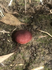Gymnopilus purpuratus