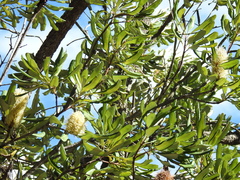 Banksia integrifolia compar
