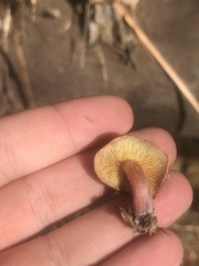Gymnopilus purpuratus