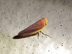 Idiodonus kennicotti