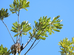 Banksia integrifolia compar