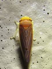 Idiodonus kennicotti