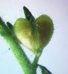 Veronica arvensis