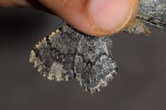 Ophthalmitis xanthypochlora