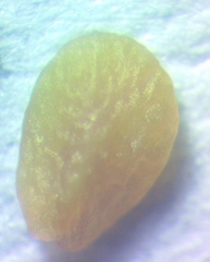 Veronica arvensis